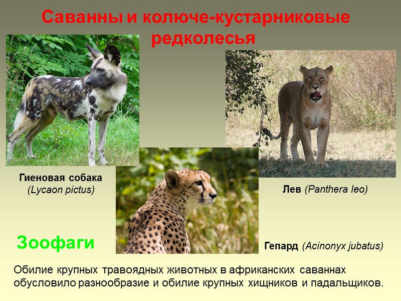 Саванны и колюче-кустарниковые редколесья Гиеновая собака (Lycaon pictus) Зоофаги Гепард (Acinonyx jubatus) Обилие крупных